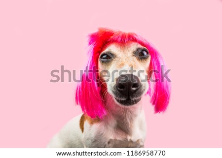 Adorable dog portrait in pink wig