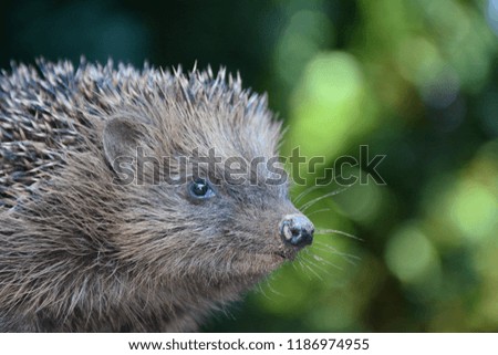 Head from a hedgehog from the side on wood in front of green nature with bokeh
