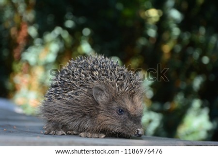 Hedgehog sits  on wood in front of green nature with bokeh and copy space