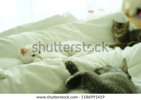 Cats playing on bed.