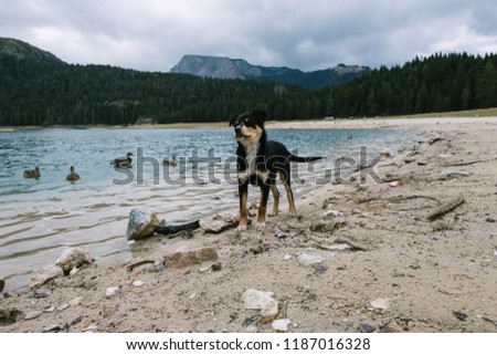 Cute black and red-haired puppy and wild ducks on the shore of the Black Lake in Durmitor National Park. Montenegro. Balkans. Europe