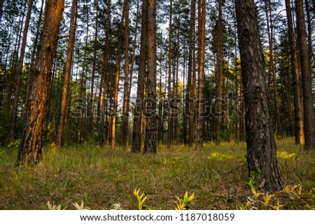 evening in pine forest in autumn