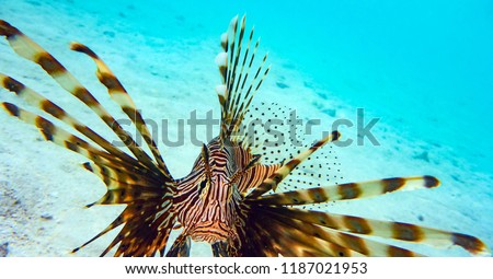 Close-up of a Spotfin Lionfish (Pterois Antennata), Maldives