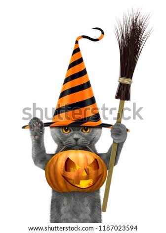 Cute cat in funny hat hold halloween pumpkin in the mouth - isolated on white background