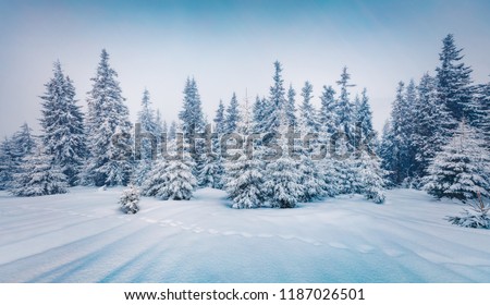 Cold winter morning in mountain foresty with snow covered fir trees. Splendid outdoor scene of Carpathian mountains. Beauty of nature concept background.
