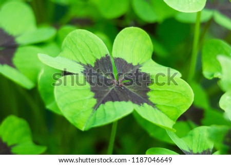 Close-up of a four-leaf lucky clover leaf