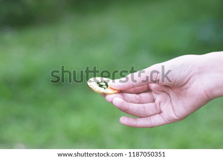 Woman hand is holding bitcoin coin on green nature background. Business, Finance and Investment concepts