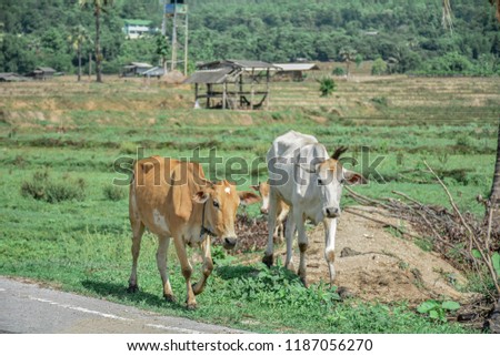 The Cow herd