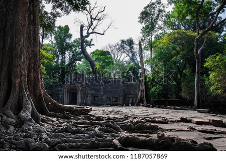 Angkor Archaeological Site, Ta Phrom Temple