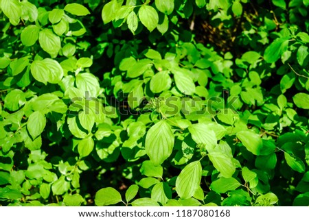 green grass foliage pattern in summer bright sunlight with high contrast