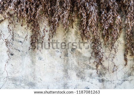 Concrete wall with dry plant on the top of frame