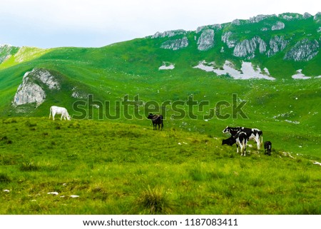 cows grazing on green pasture in Durmitor massif, Montenegro