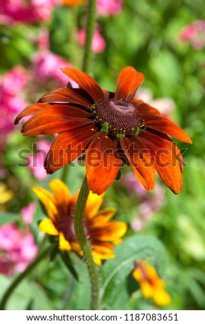 Rudbeckiа flower close-up