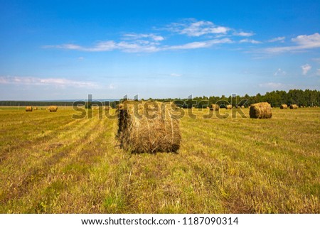 round haystacks in the field