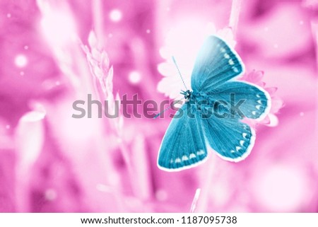 Dreams meadow with flying blue butterfly. Surreal fairytale garden, magic morning in enchanted pink fields, magical wild life with soft lights bokeh wallpaper
