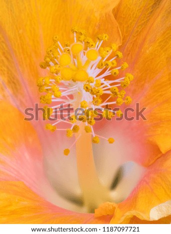 Floral color macro flower image of a the pistil of a single isolated blooming open blue yellow pink hibiscus blossom with detailed texture in vibrant colors