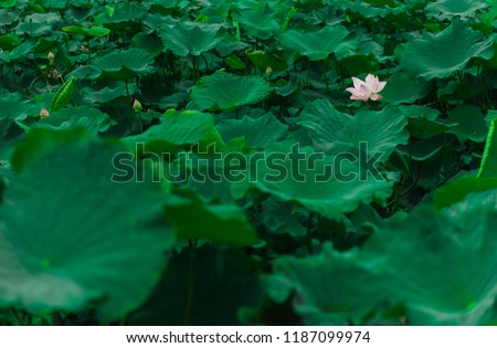 Green Lotus Background