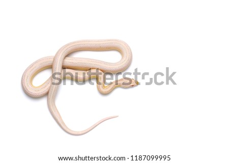 Scaleless corn snake isolated on white background
