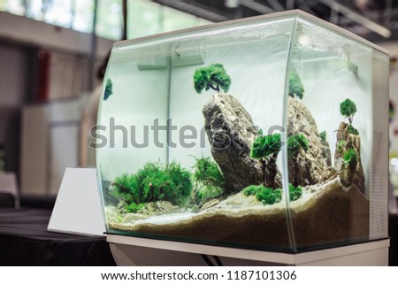 Freshwater aquascape aquarium with natural plants in the interior