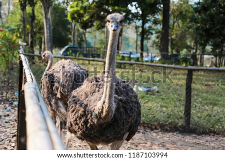 ostrich one bird 