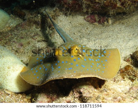 Blue spotted stingray or blue spotted fan tailed ray(Taeniura lymma)