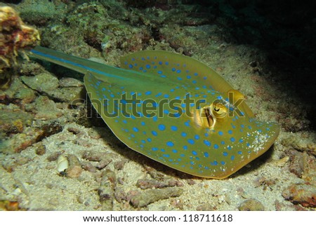Blue spotted stingray or blue spotted fan tailed ray(Taeniura lymma)