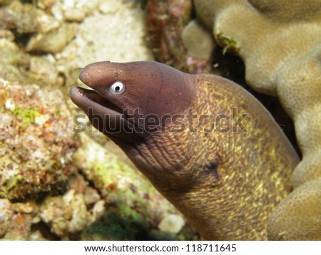 White eyed moray eel (Siderea thyrsoidea)