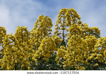 Senna spectabilis flowers or Cassia excelsa, Cassia fastigiata Royalty-Free Stock Photo #1187117056