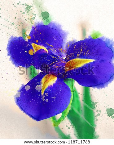 Iris. watercolor