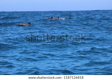 Dolphin Kauai Hawaii