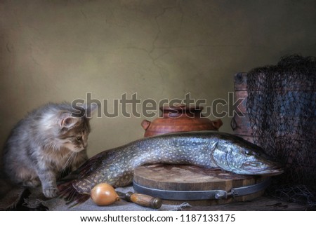 Small kitten and big pike fish