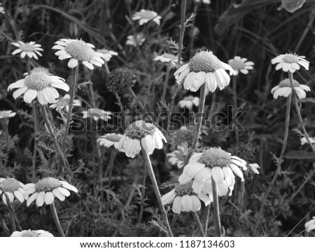 Daisies In A Field - Black  White  