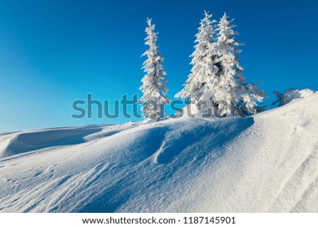Sunny morning scene in the mountain forest. Bright winter landscape of Carpathian mountains. Beauty of nature concept background.