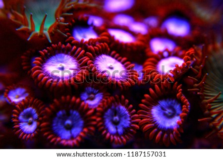 Colourful zoanthus colony polyps in saltwater reef aquarium 