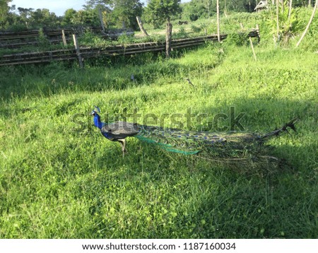 Peacock-colored in the pasture
