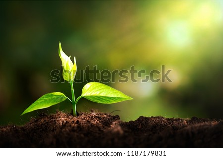 Growth of new life on  background Royalty-Free Stock Photo #1187179831