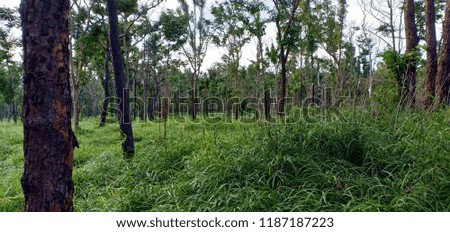 Dipterocarp forest in the rainy season