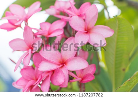 Nature pattern of blossoming color exotic rose pink Frangipani flower on soft green color in blur style. Spring landscape of Pink Plumeria flower. Close up of Bright spring flowers for spa and therapy