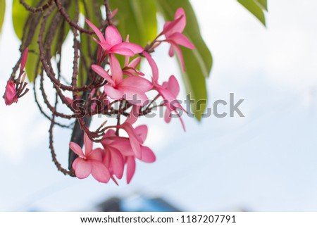 Nature pattern of blossoming color exotic rose pink Frangipani flower on soft green color in blur style. Spring landscape of Pink Plumeria flower. Close up of Bright spring flowers for spa and therapy