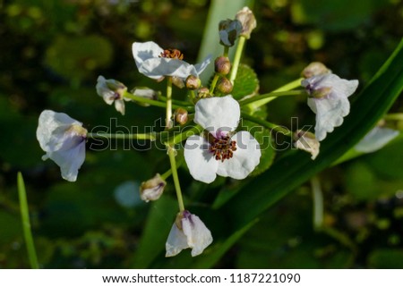 White flowers of Arrowhead (Sagittaria sagittifolia), so called due to the shape of its leaves. The flower has three white petals, and numerous purple stamens. Diemer Woods, Diemen, the Netherlands.