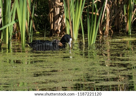 Eurasian Coot with young in juvenile plumage swimming along in reedlands. Friendly conversation or parental consult. Diemer Woods, Diemen, the Netherlands