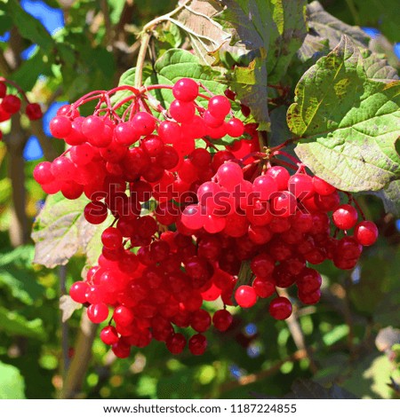 the large red berries of viburnum on a branch on a background of green leaves.poster design about autumn.