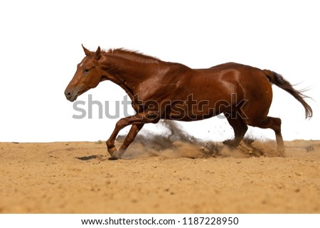Horse jumps on sand on a white background