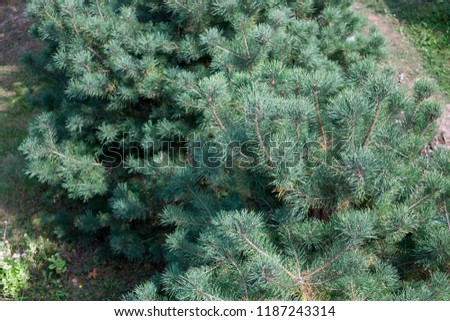 Green needle pine trees