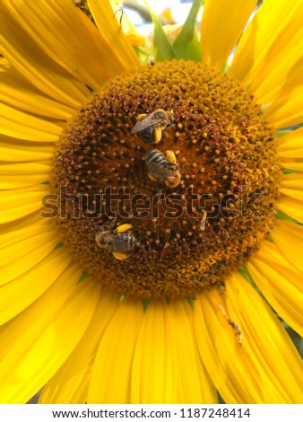Sunflower and bees 