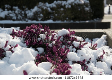 snow cold winter day plants flowers in the winter 