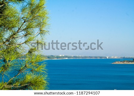 Pine Tree And Lake