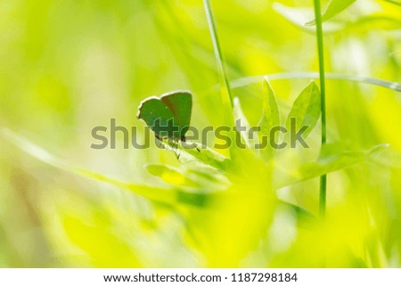 Beautiful spring butterfly sitting on plant on meadow in sunny day.