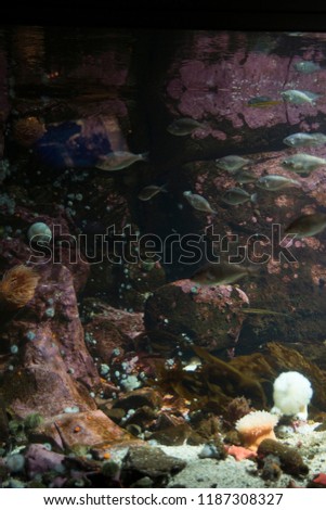 Aquarium fish tank background underwater tanks coral reef wildlife ocean life 