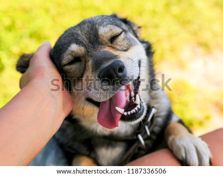 cute dog put his face on his knees to the man and smiling from the hands scratching her ear Royalty-Free Stock Photo #1187336506